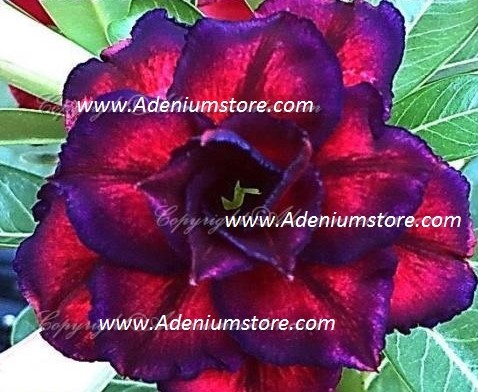 (image for) Adenium Obesum Triple Viva Glam 5 Seeds - Click Image to Close